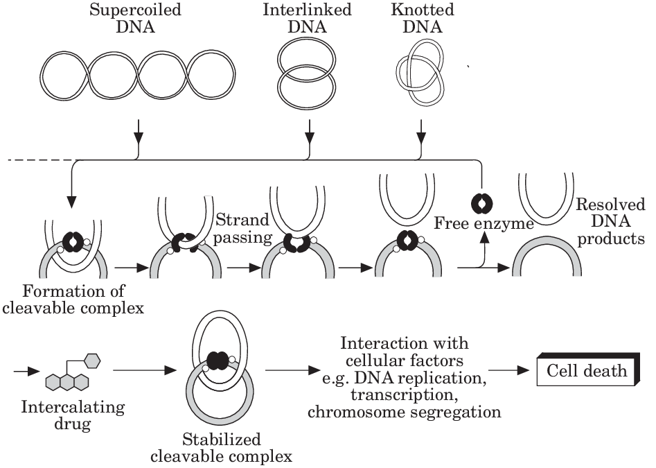 Fig. 2. This diagram demonstrates the action of topoisomerase II in forming a gate, or cleavable complex, through which tangled strands of DNA can pass. It illustrates how a complex molecular process and target for cytotoxic drug action can be clarified by a clear two dimensional model (Courtesy of Professor P. J. Smith, University, College of Wales, UK).